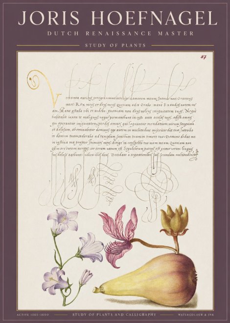 Joris Hoefnagel Study of Plants II No1 - Plakat