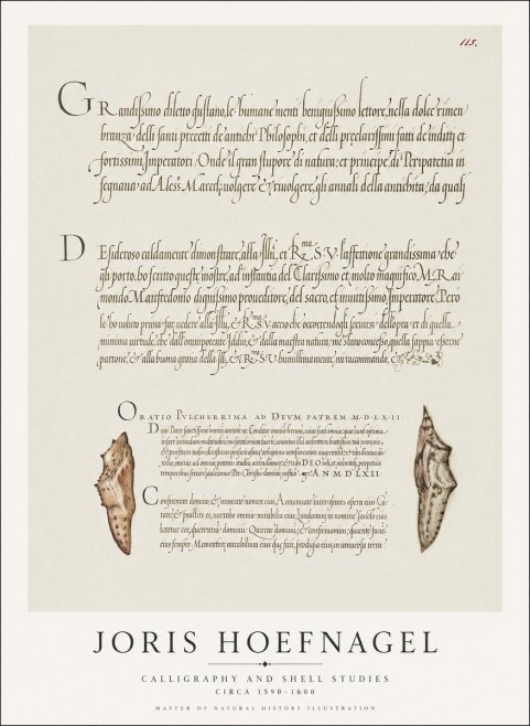 Joris Hoefnagel Study of Shells and Calligraphy No2 - Plakat