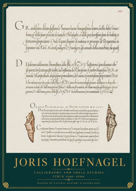 Joris Hoefnagel Study of Shells and Calligraphy No4 - Plakat