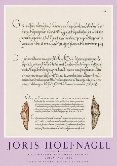 Joris Hoefnagel Study of Shells and Calligraphy No6 - Plakat