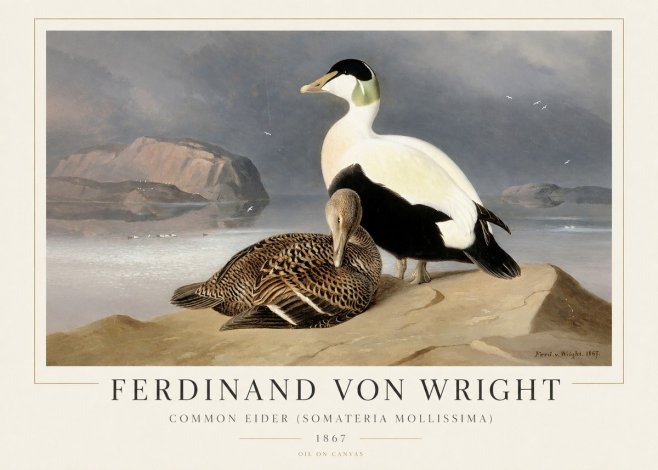 Ferdinand von Wright Common Eider (Somateria Mollissima) No1 - Plakat