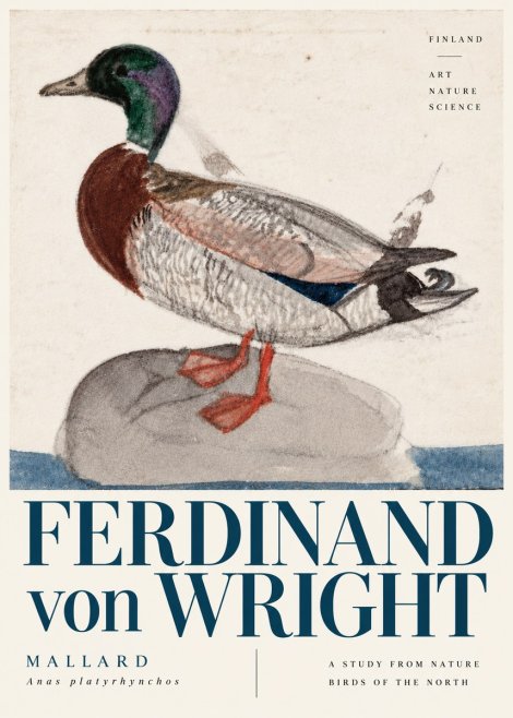 Ferdinand von Wright Mallard No6 - Plakat