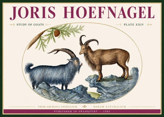 Joris Hoefnagel Two Mountain Goats from the Series Quadrupeds No4 - Plakat