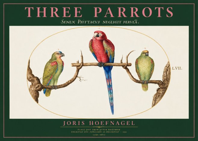 Joris Hoefnagel Three Parrots No2 - Plakat