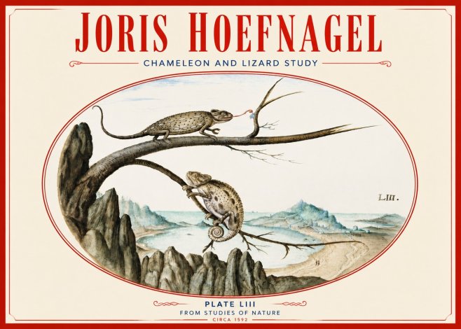 Joris Hoefnagel Chameleon and Lizard No4 - Plakat