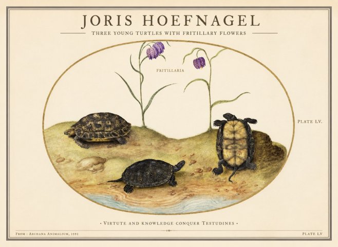 Joris Hoefnagel Three Young Turtles with Fritillary Flowers No1 - Plakat