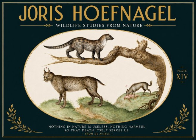 Joris Hoefnagel Wildlife Studies from Nature - Plate Xiv No5 - Plakat