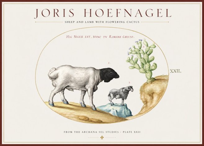 Joris Hoefnagel Sheep and Lamb with Flowering Cactus No1 - Plakat
