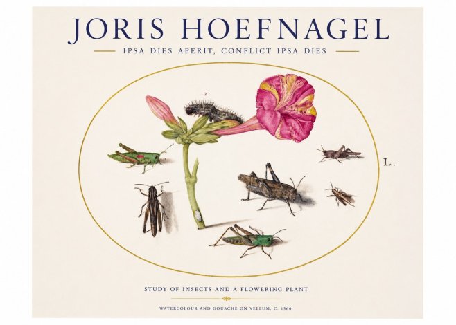 Joris Hoefnagel Study of Insects and a Flowering Plant No1 - Plakat
