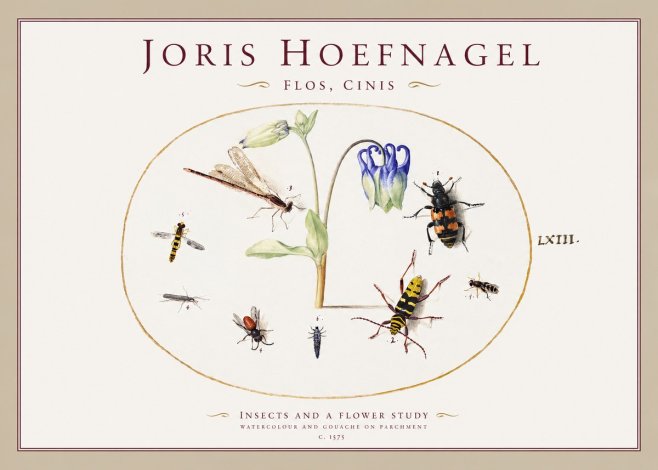 Joris Hoefnagel Insects and a Flower Study No1 - Plakat