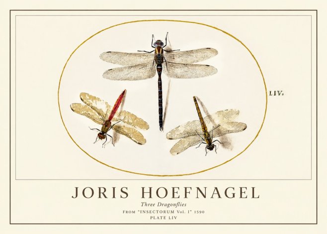 Joris Hoefnagel Three Dragonflies No1 - Plakat