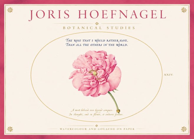 Joris Hoefnagel A Pink Damask Rose No4 - Plakat