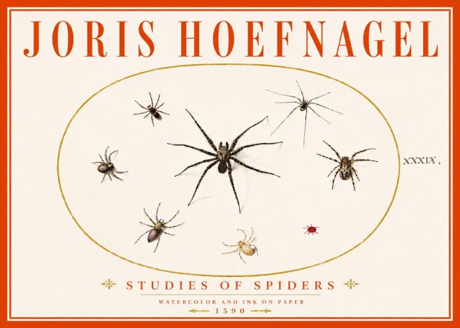 Joris Hoefnagel Studies of Spiders II No6 - Plakat