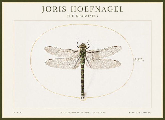 Joris Hoefnagel The Dragonfly No1 - Plakat