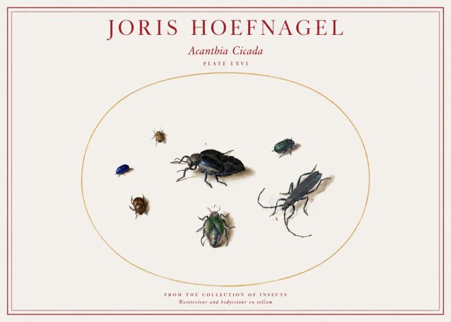 Joris Hoefnagel Acanthia Cicada No1 - Plakat