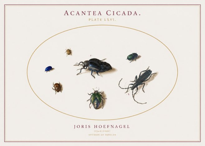 Joris Hoefnagel Acanthia Cicada No3 - Plakat