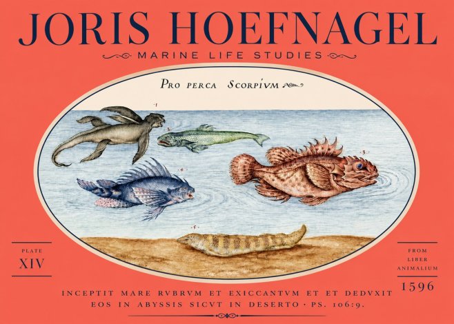 Joris Hoefnagel Pro Perca Scorpivm No5 - Plakat