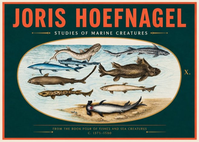 Joris Hoefnagel Studies of Marine Creatures No4 - Plakat