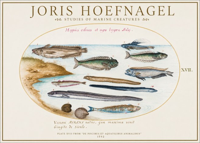 Joris Hoefnagel Plate Xvii from "De Piscibus Et Aquatilibus Animalibus" No1 - Plakat