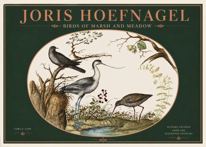 Joris Hoefnagel Birds of Marsh and Meadow No4 - Plakat