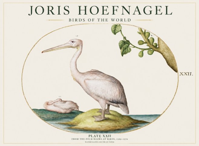 Joris Hoefnagel Plate Xxii No1 - Plakat