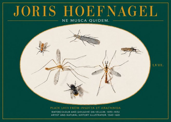 Joris Hoefnagel Plate Lviii from Insecta Et Arachnida No2 - Plakat
