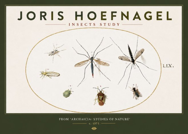 Joris Hoefnagel Insects Study I No3 - Plakat