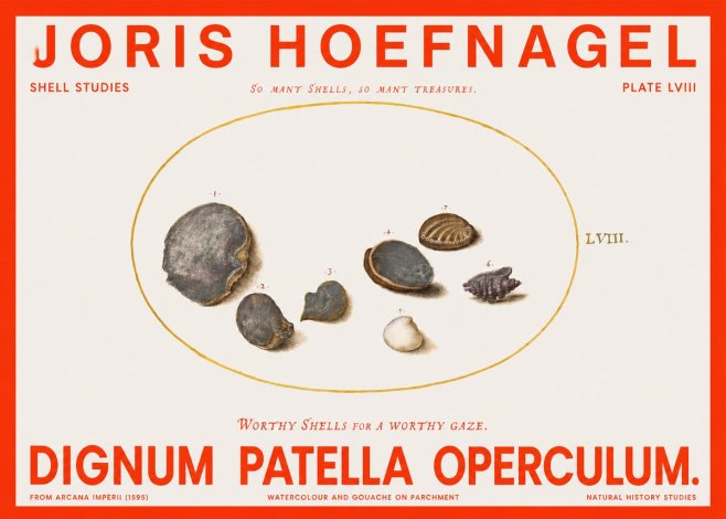 Joris Hoefnagel Six Shells No6 - Plakat