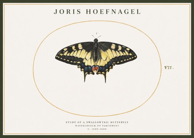 Joris Hoefnagel Study of a Swallowtail Butterfly No1 - Plakat