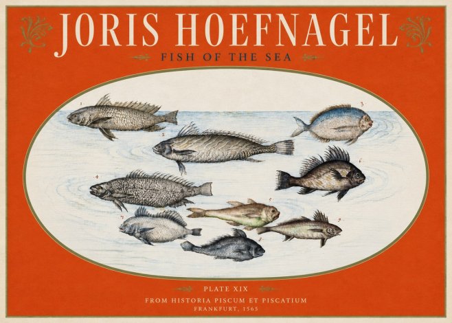 Joris Hoefnagel Fish of the Sea No3 - Plakat