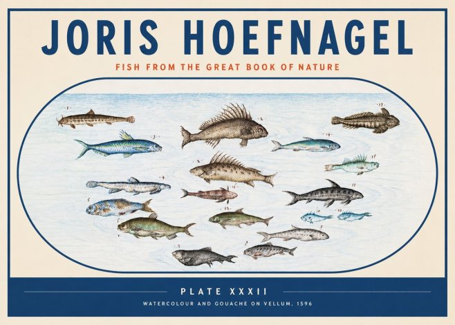 Joris Hoefnagel Fish from the Great Book of Nature No3 - Plakat