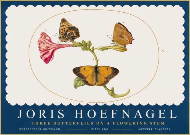 Joris Hoefnagel Three Butterflies on a Flowering Stem No2 - Plakat