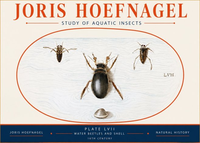 Joris Hoefnagel Water Beetles and Shell No4 - Plakat