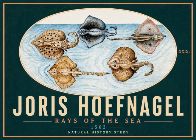 Joris Hoefnagel Rays of the Sea No5 - Plakat