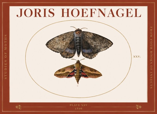 Joris Hoefnagel Studies of Moths I No3 - Plakat