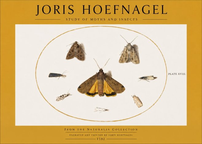 Joris Hoefnagel Study of Moths and Insects No2 - Plakat
