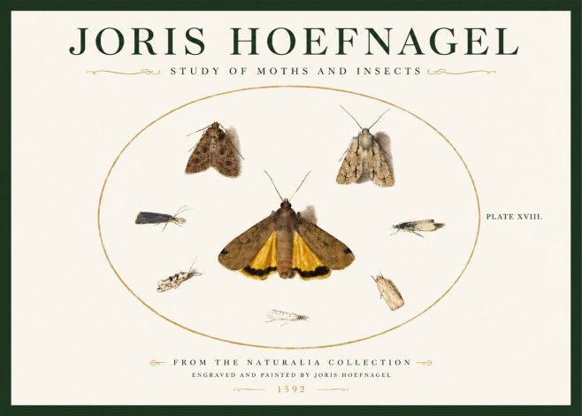 Joris Hoefnagel Study of Moths and Insects No3 - Plakat