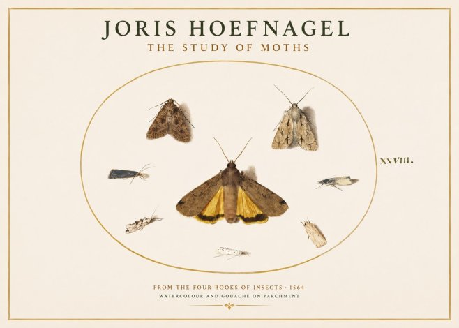 Joris Hoefnagel Study of Moths and Insects No4 - Plakat