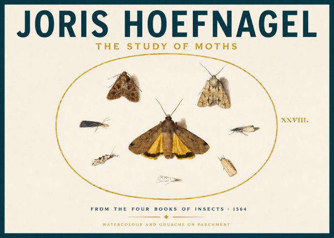 Joris Hoefnagel Study of Moths and Insects No6 - Plakat