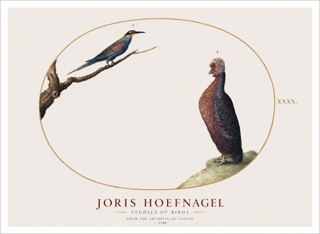 Joris Hoefnagel Studies of Birds I No1 - Plakat