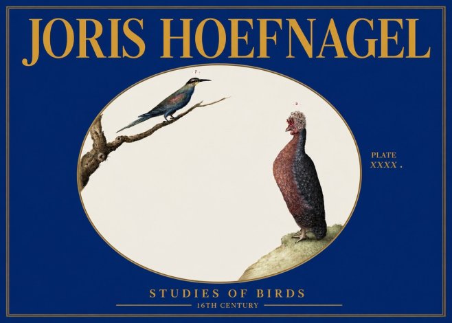 Joris Hoefnagel Studies of Birds I No3 - Plakat