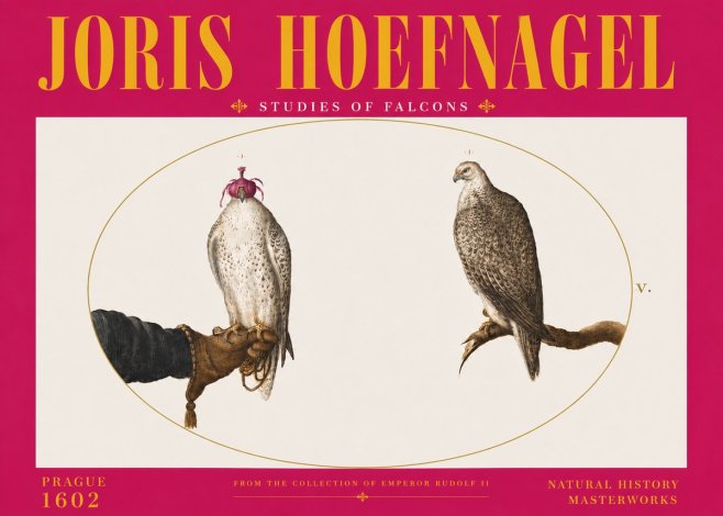 Joris Hoefnagel Studies of Falcons No6 - Plakat