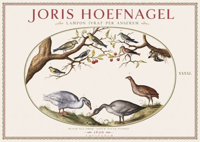 Joris Hoefnagel Lampon Ivrat per Anserem No3 - Plakat