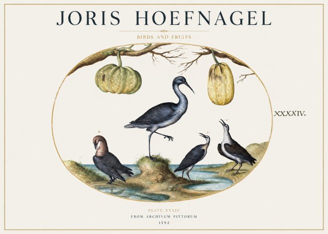 Joris Hoefnagel Birds and Fruits No1 - Plakat