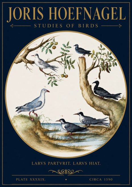 Joris Hoefnagel Studies of Birds II No4 - Plakat