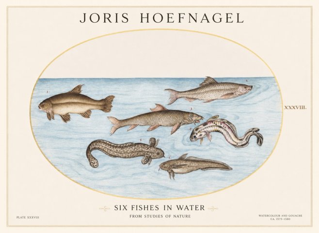 Joris Hoefnagel Six Fishes in Water II No1 - Plakat