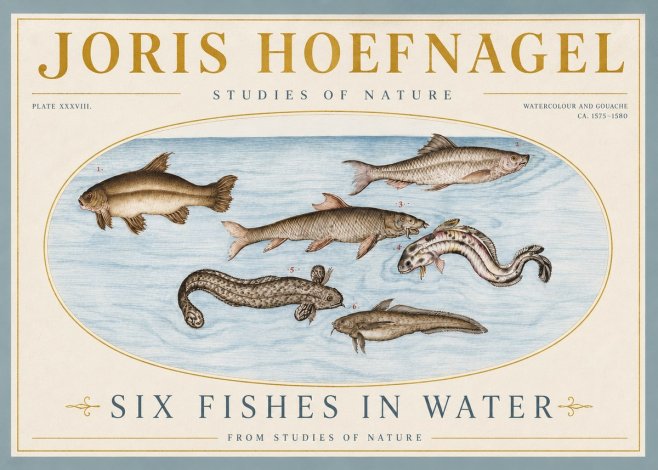 Joris Hoefnagel Six Fishes in Water II No4 - Plakat