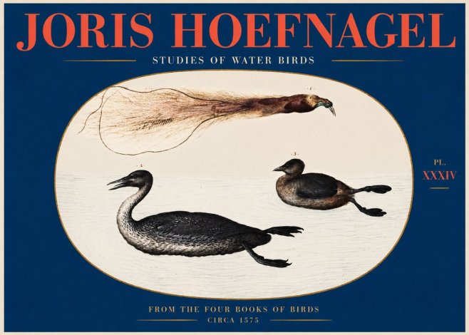 Joris Hoefnagel Studies of Water Birds No2 - Plakat