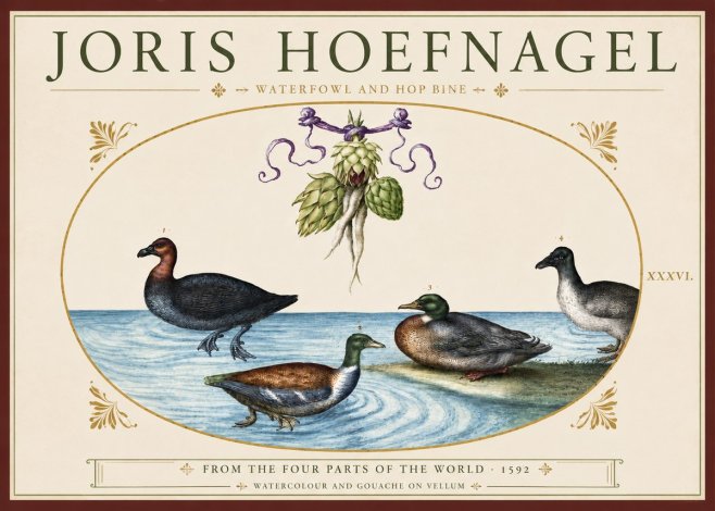 Joris Hoefnagel Waterfowl and Hop Bine No3 - Plakat
