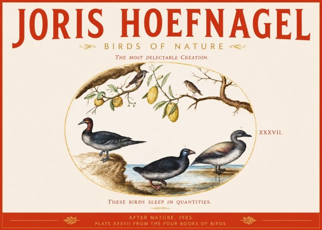 Joris Hoefnagel Plate Xxxvii from the Four Books of Birds No3 - Plakat
